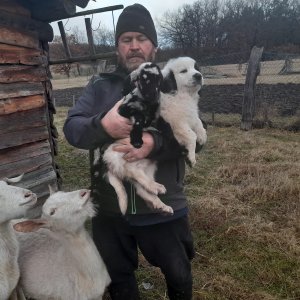 Rumunský ovčák Bucovina